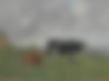 Vaches Au Bord De La Mer (preview)