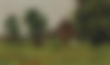 Farm in the Summer with cows (preview)
