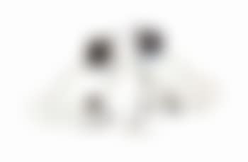Pug dogs (preview)
