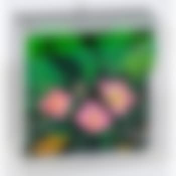 Rose canine (preview)