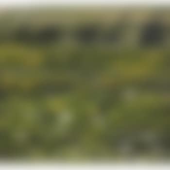 Lotus Pond (preview)