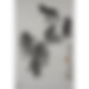 Donkeys (preview)
