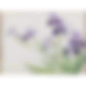 Irises (preview)