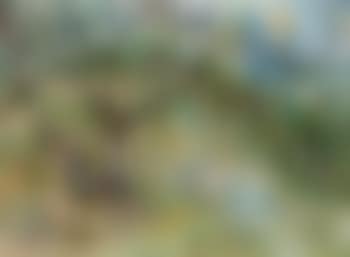 Bush scene (preview)