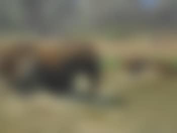 Elephants in a River (preview)