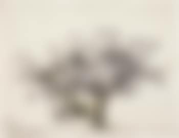 A group of Olive trees (preview)