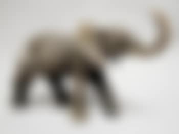 Elephant (preview)