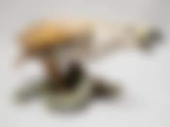 Eagle and snake (preview)