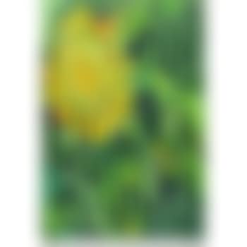 Grande girasole (preview)