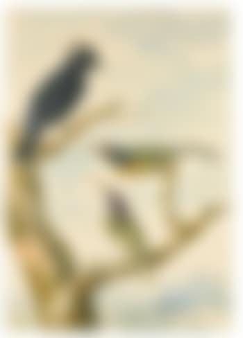 Game And Tropical Birds: A Pair of Guinea Fowl and A Pair Hummingbirds On A Branch (preview)