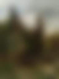Fichtenwald mit Jägern (preview)