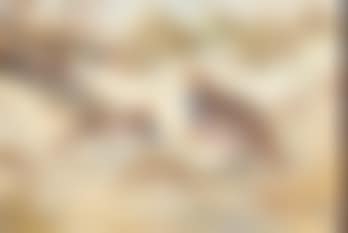 A Brace of Partridges (preview)