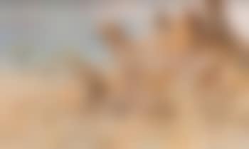 Cheetahs (preview)
