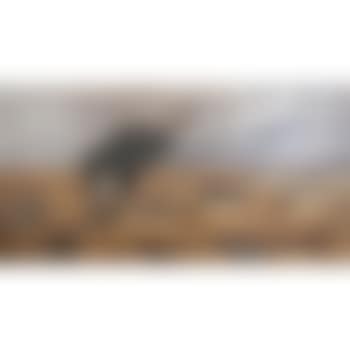Moose in the Swedish Highlands (preview)