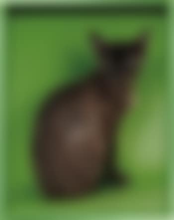 Devon Rex, 2011 (preview)