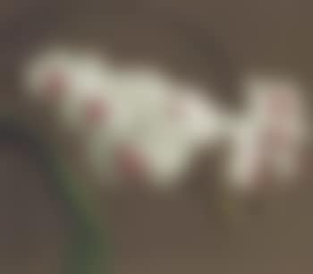 Orchid (Version I) (preview)