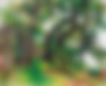 Alberi a Velate (preview)