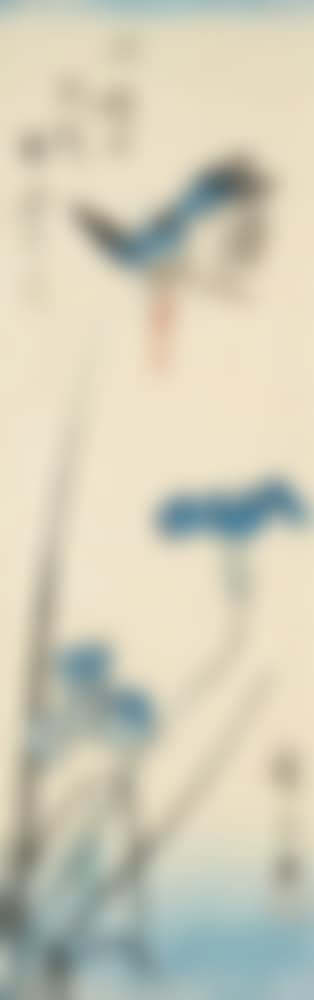 Chutanzaku. Kingfisher flying above an Iris (preview)
