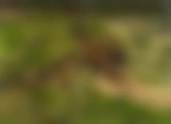 Den of a Fox in the Dunes, Study (preview)