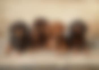 Dachshund Puppies (preview)