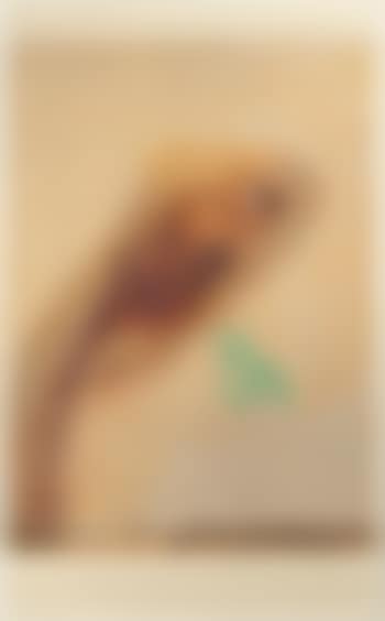 Kestrel Series (preview)