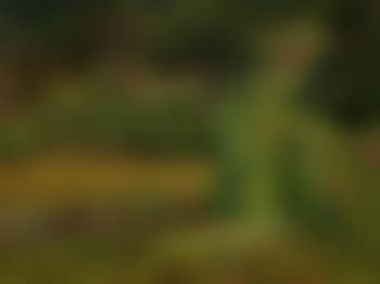 Flowering Meadow (preview)