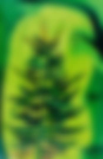 Hand and plant (preview)