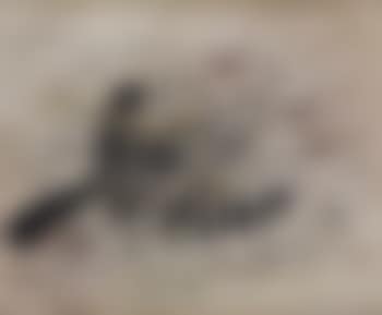 Explosion (preview)