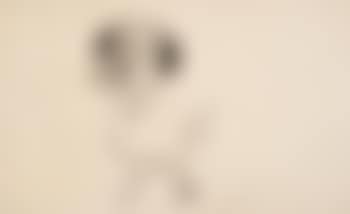 Chook (preview)