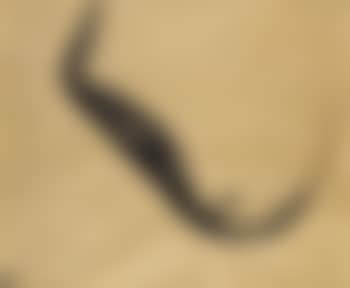 Composition (preview)