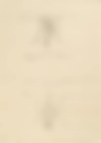 Urogenitals (preview)