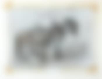 2 Esel (preview)