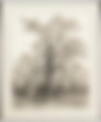 Sugar maple (preview)