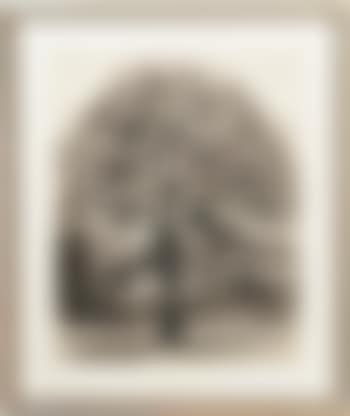 Sugar maple (preview)