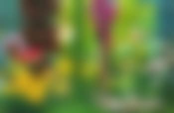 Garden II (preview)