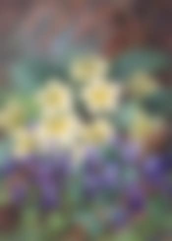 Primroses and violets (preview)