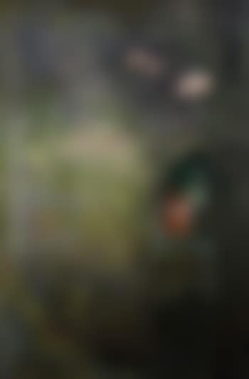 Orchid (preview)