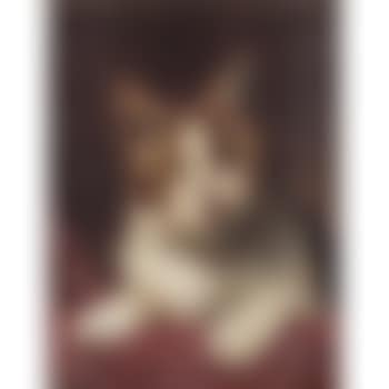 Portrait of a tabby cat (preview)