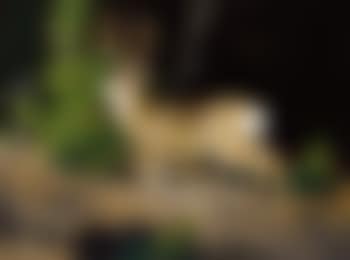 Night sounds (mule deer) (preview)