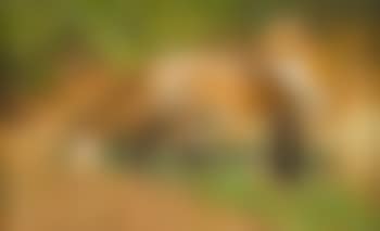 Red fox on patrol (preview)