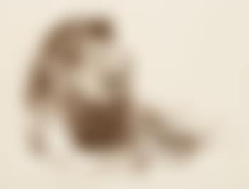 Black maned lion resting (preview)