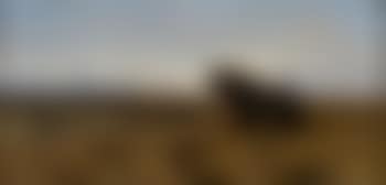 Cape Buffalo (preview)