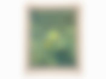 L'oiseau Vert (preview)