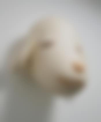 Big Pup Head (preview)