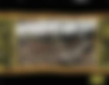 Bird (preview)