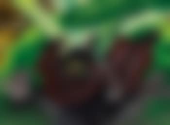 Untitled (Skunk Cabbage) (preview)