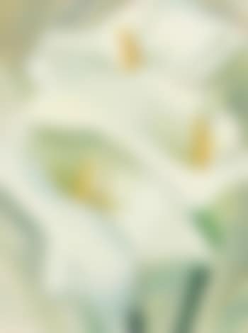 Calla Lilies (preview)