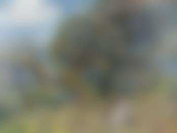 Children beside trees in a sunlit valley, possibly near Ellerby, North Yorkshire (preview)