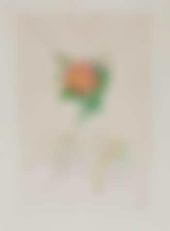 Dahlia (Dahlia unicornis), from 'Flordali (Flora Dalinae)' (preview)