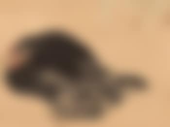 Chicken With Bamboo (preview)